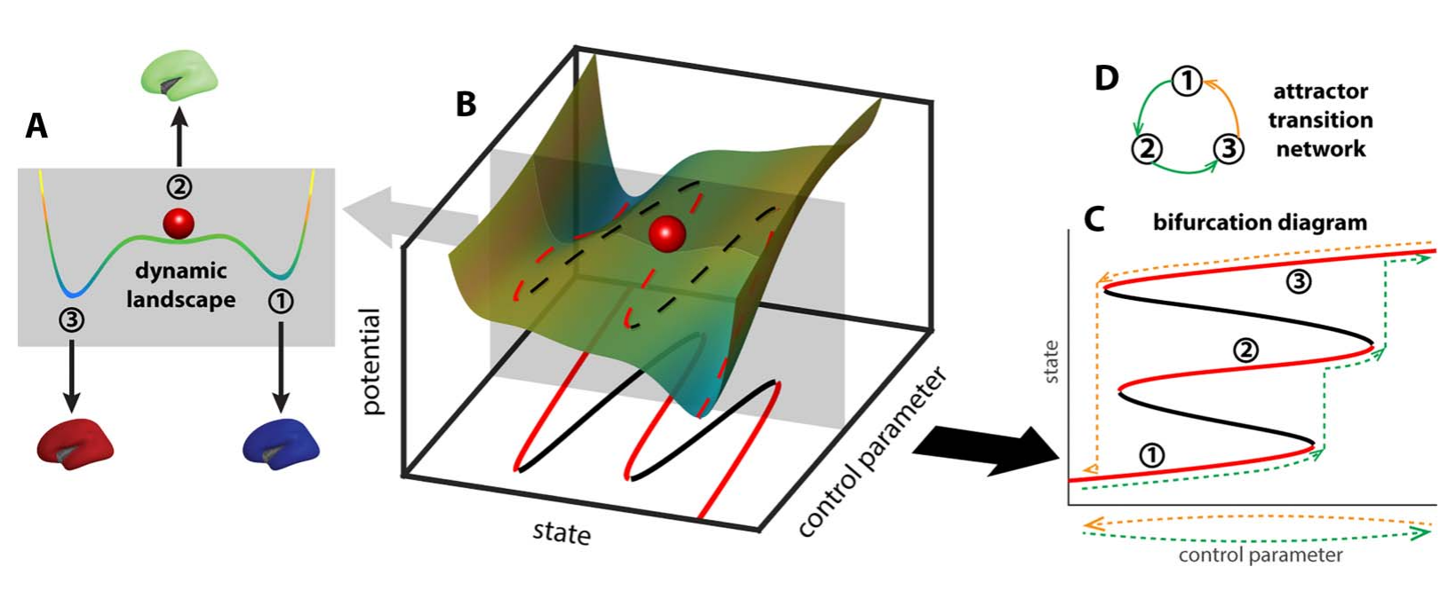 The dynamic landscape deforming with a control parameter, its bifurcation diagram, and the resulting attractor transition network.